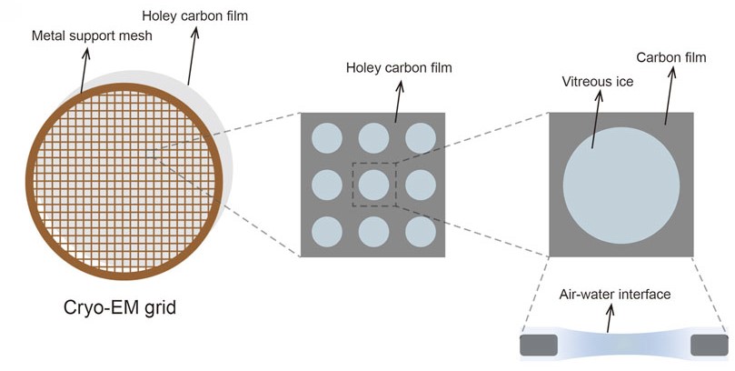 Single Particle Cryo-EM Sample Preparation Guide